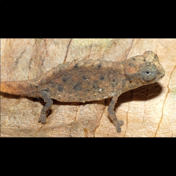 A Tiny Chameleon 🥰. NOT FOR SALE - Picture 6 of 7